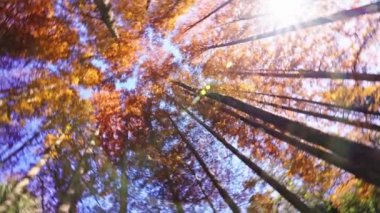 Altından güzel ağaç tepeleri görünüyor. 