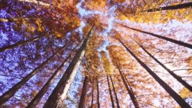 Güneşli bir günde, ormanın içindeki güzel ağaçlar... 