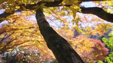 Güneşli bir günde güzel bir sonbahar ağacı manzarası. 