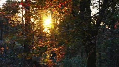 Güneş ışığı manzaralı güzel günbatımı ormanı