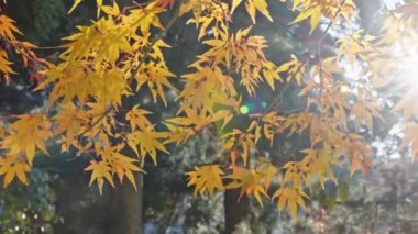 Sonbahar ormanı, sarı yaprakların güzel manzarası, doğa arka planı. 