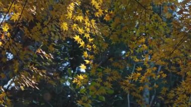 Sonbahar ormanı, sarı yaprakların güzel manzarası, doğa arka planı. 