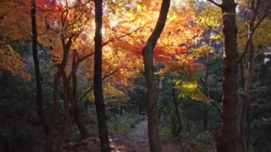 Sonbahar ormanı, güzel manzara, doğa geçmişi. 