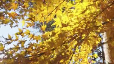Sonbahar ormanı, güneşli bir gün, sarı yapraklar manzaralı. 