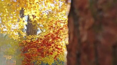 Sonbahar ormanı, güneşli bir gün, sarı yapraklar manzaralı. 