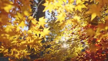 Sarı yapraklı sonbahar ormanı 