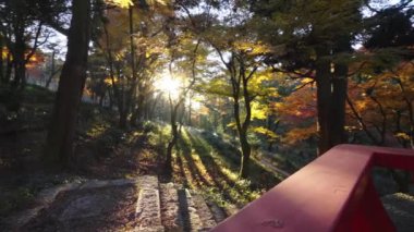 Güneş ışınları ile güzel günbatımı ormanı 