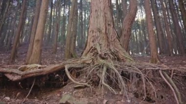 ağaç kökleri görünümü kapat 