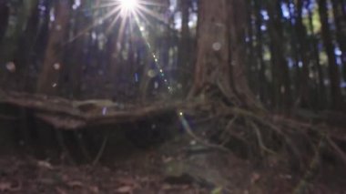 ağaç kökleri görünümü kapat 