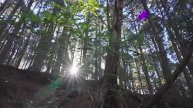 Orman güneşli bir günde güzel bir manzara. 