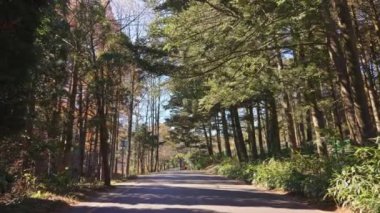 Orman güneşli bir günde güzel bir manzara. 