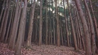 Orman güneşli bir günde güzel bir manzara. 