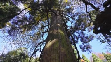 Ağaçların görünümü, doğa arkaplanı 