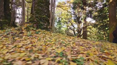 Düşen sarı yapraklar.