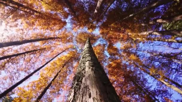 Vackra Träd Skogen Utsikt Underifrån Solig Dag — Stockvideo