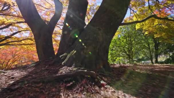 Schöner Herbstwald Baumwipfel Blick Auf Sonnigen Tag — Stockvideo