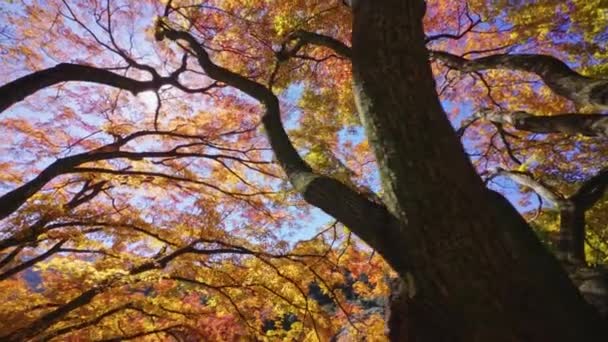 晴れた日の美しい秋の森の木のトップビュー — ストック動画