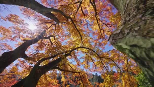 Gyönyörű Őszi Erdő Tetejére Kilátás Napsütéses Napon — Stock videók