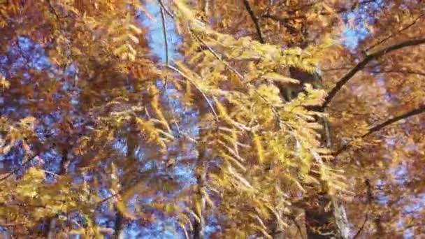 Вид Осенние Вершины Леса — стоковое видео