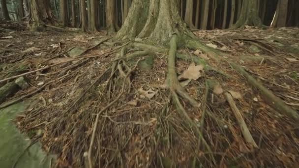 Träd Rötter Närbild — Stockvideo