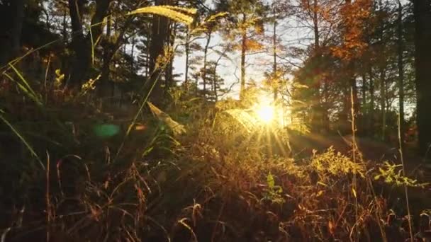 Bela Floresta Por Sol Com Raios Sol — Vídeo de Stock