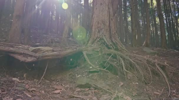 Träd Rötter Närbild — Stockvideo