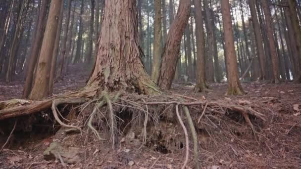 Korzenie Drzewa Bliska Widok — Wideo stockowe