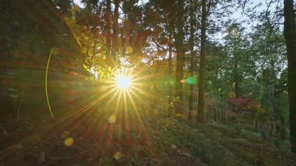 Прогулка Красивому Осеннему Закату Леса — стоковое видео