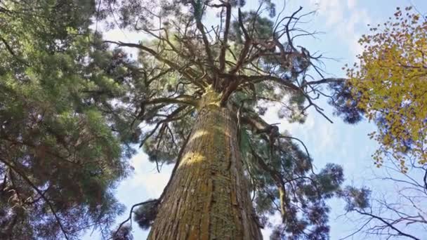 Blick Auf Den Baum Von Unten Naturhintergrund — Stockvideo