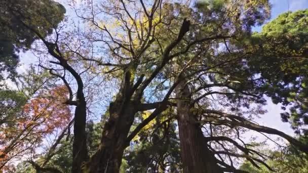 Träd Bål Utsikt Underifrån Natur Bakgrund — Stockvideo