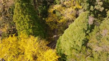 Ormanın güzel hava manzarası 