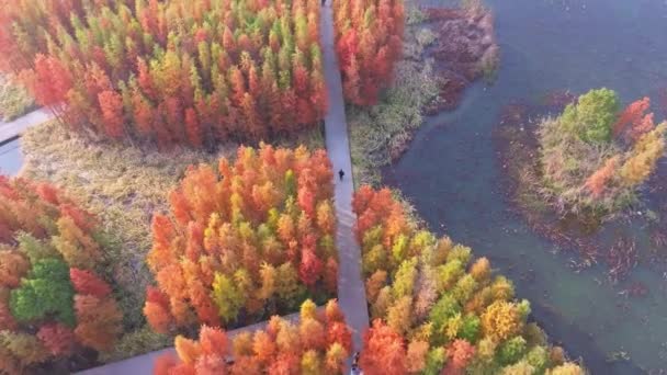 Horní Pohled Okrasné Stromy Žlutými Červenými Listy Podzimním Pozadí — Stock video