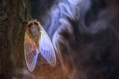 Ağustosböceği (Hemiptera: Cicadidae) onun deri değiştirme