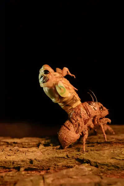 stock image Cicada (Hemiptera: Cicadidae) changing its skin