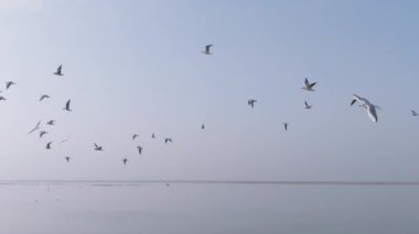 Göl ve leyleklerin güzel manzarası