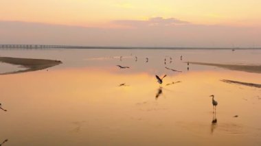 Vahşi leyleklerin yaşadığı gölün büyüleyici günbatımı görüntüleri..