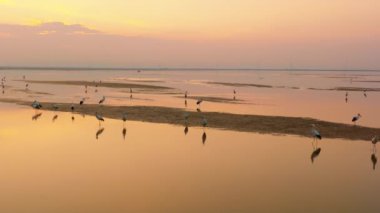 Gün batımında vahşi leyleklerin yer aldığı büyüleyici bir göl manzarası..