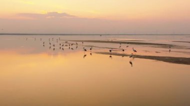 Gün batımında vahşi leyleklerin yer aldığı büyüleyici bir göl manzarası..