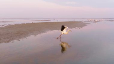 Gün batımında çekilmiş güzel bir göl manzarası, vahşi leyleklerle birlikte..