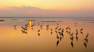 Gün batımında bir gölün görselleri, zarif yaban leylekleri.
