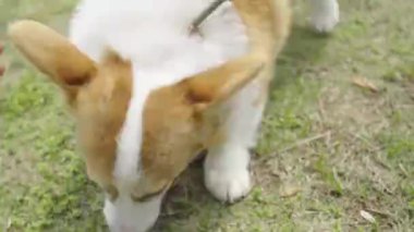 Şirin Corgi köpeği Şirin Corgi köpeği