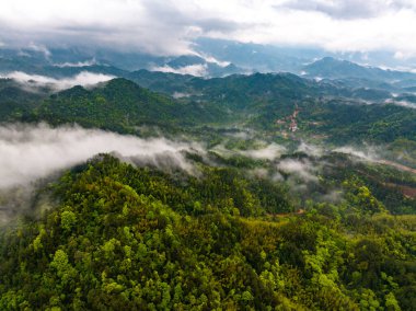 Dağlı yeşil ormanın havadan görünüşü 