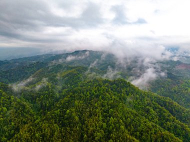 Dağlı yeşil ormanın havadan görünüşü 
