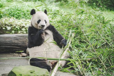 Çin hayvanat bahçesindeki şirin panda portresi