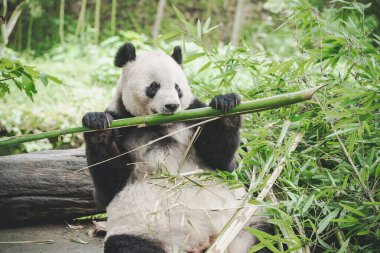 Çin hayvanat bahçesindeki şirin panda portresi