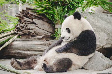 Çin hayvanat bahçesindeki şirin panda portresi