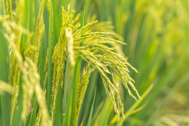 Çiftlik arazilerinde yakın plan pirinç.