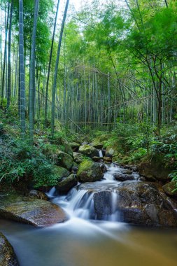 Yeşil dağ ormanlarında nehir