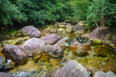 Yeşil dağ ormanlarında nehir