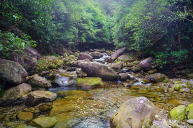 Yeşil dağ ormanlarında nehir